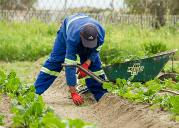 Landscapers are the fittest tradespeople, according to a study